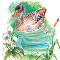 Викторина по сказке "Серая шейка" Д.Н. Мамина-Сибиряка