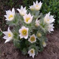 Весенний волшебник - чудесный подснежник